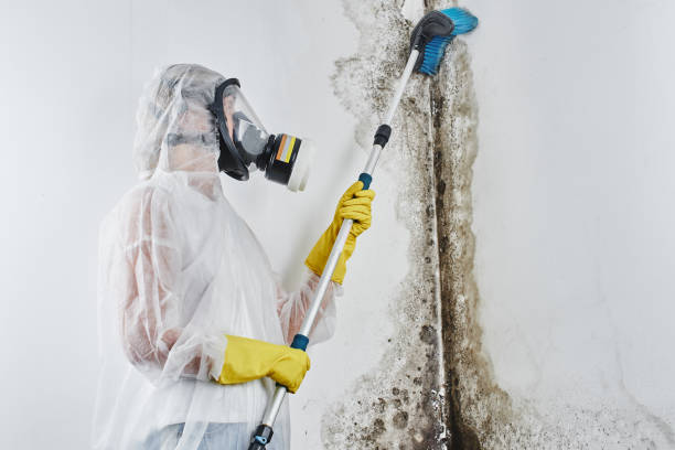 Best Mold Remediation for Schools in Concord, CA