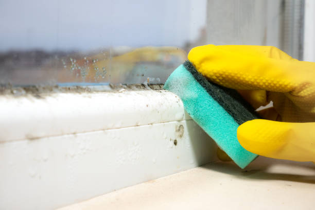 Best Commercial Mold Remediation in Concord, CA