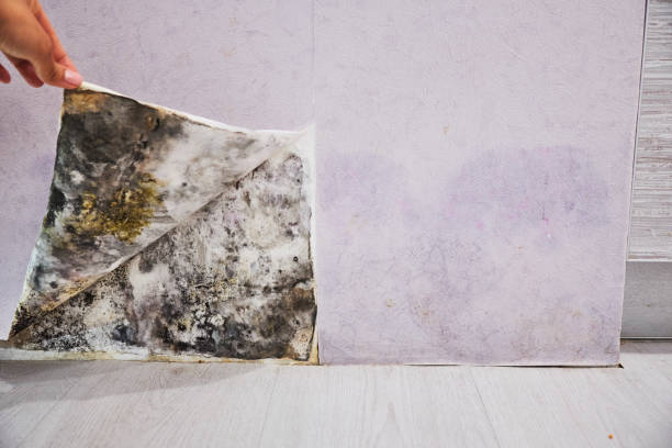 Best Post-Flood Mold Remediation in Concord, CA